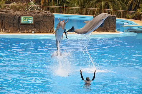 delfin, preview, blue, dolphinarium, water, pool, swimming pool HD wallpaper