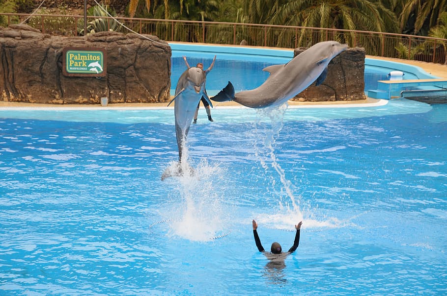 delfin, preview, blue, dolphinarium, water, pool, swimming pool HD wallpaper