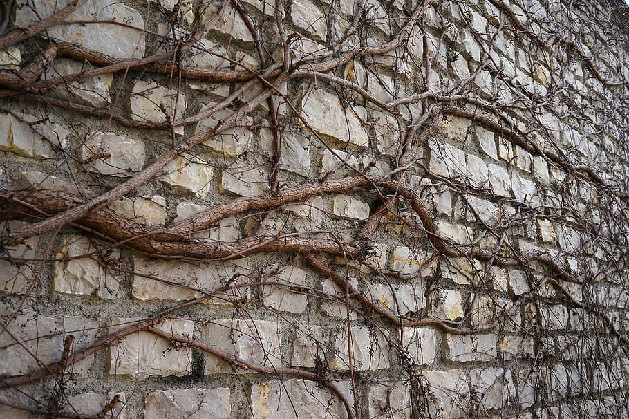 amber, trailer, stone wall, tree, branch, plant, bare tree HD wallpaper