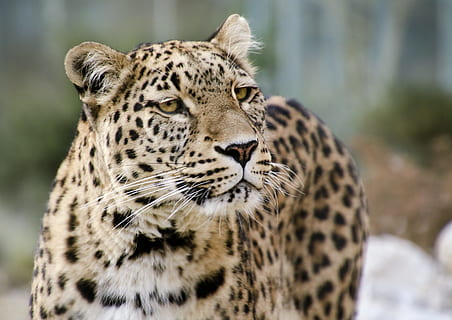 selective focus photo of leopard, persian leopard, portrait HD wallpaper