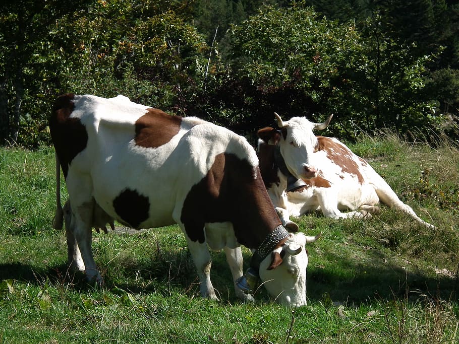 Cow, Cows, Beef, Meadow, Cattle, Brown, graze, livestock, landscape HD wallpaper