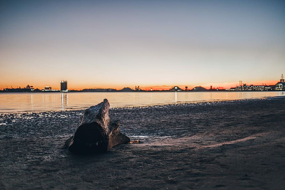 Views During Sunset, tree trunk on ground near body of water HD wallpaper