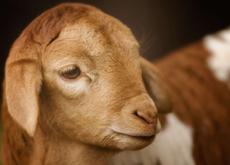 selective photography of brown kid goat, cute, close, eye, young HD wallpaper