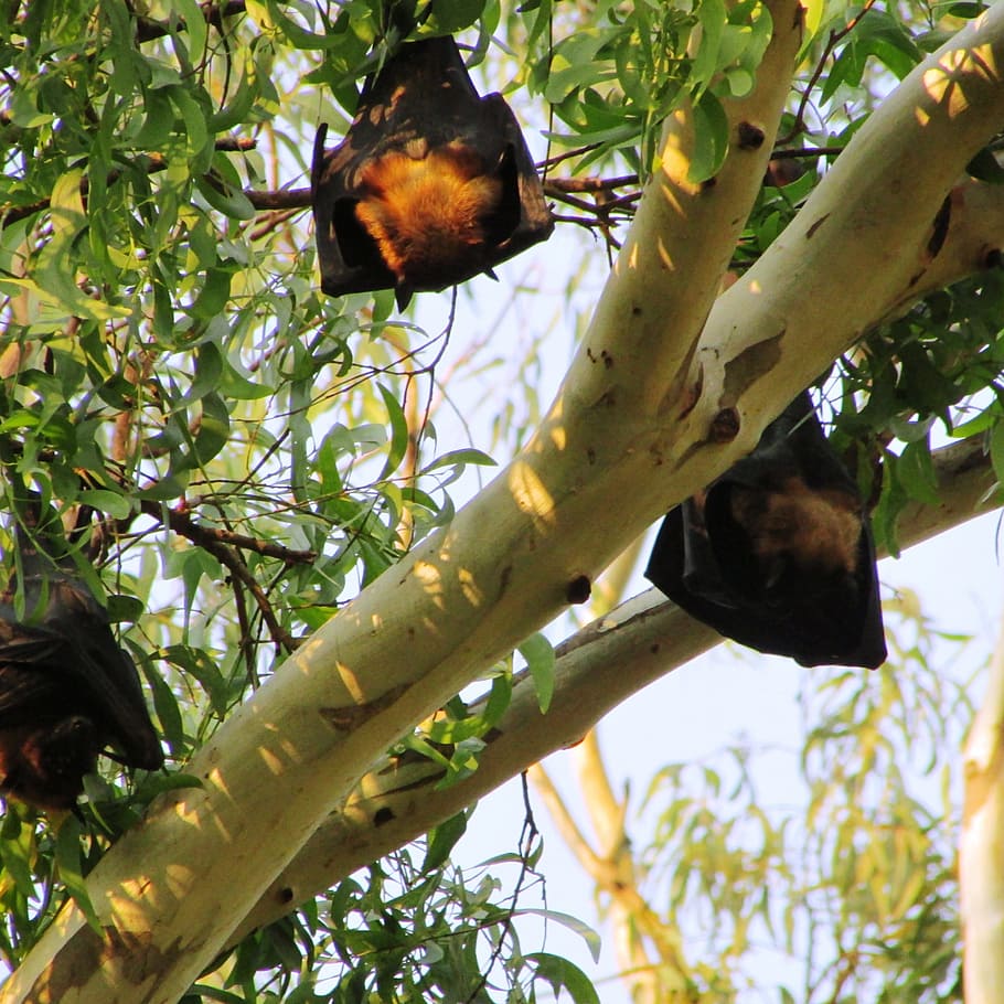 sleeping, bats, dharwad, bat-eared, india, mamma, fly, wings HD wallpaper