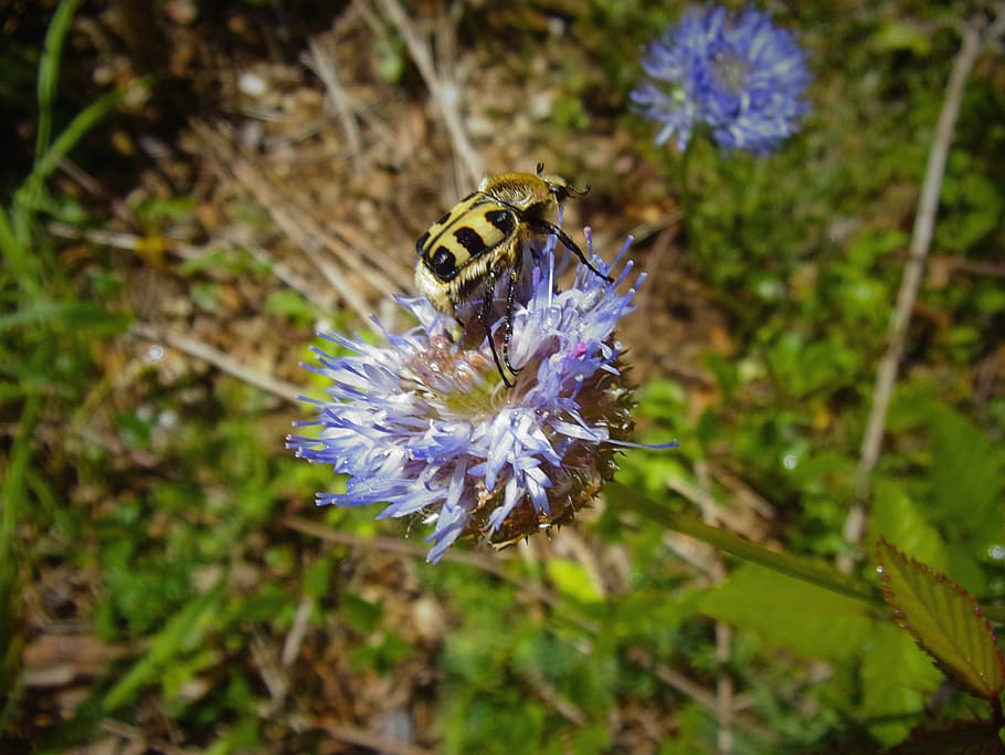 flower, insect, cévennes, mountain, flowering plant, fragility HD wallpaper