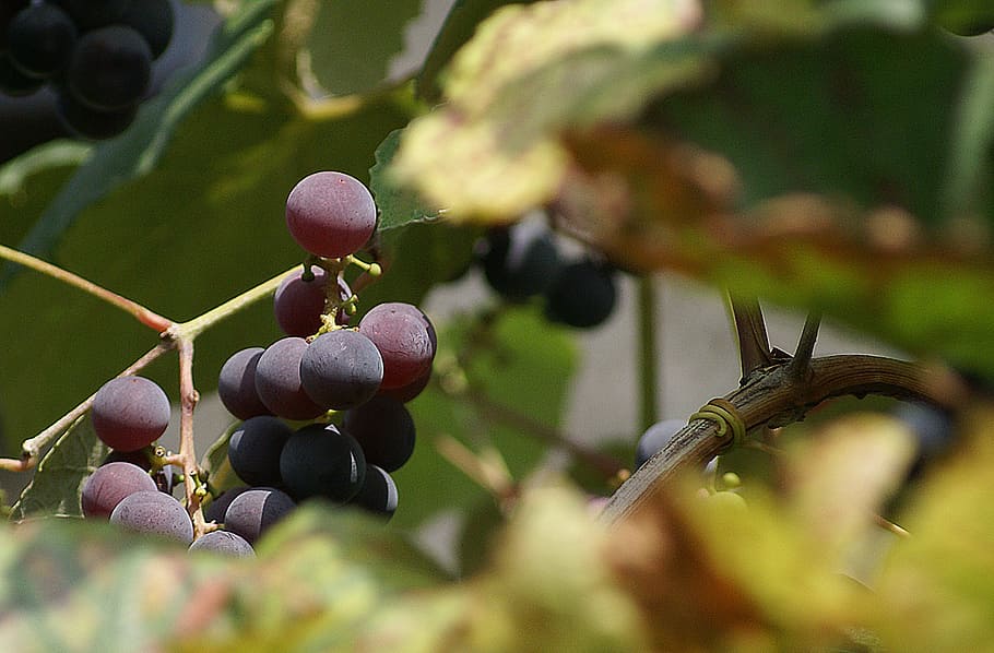 grapes, group, fruit, vines, bush, branch, vintage, fruitful shrub HD wallpaper