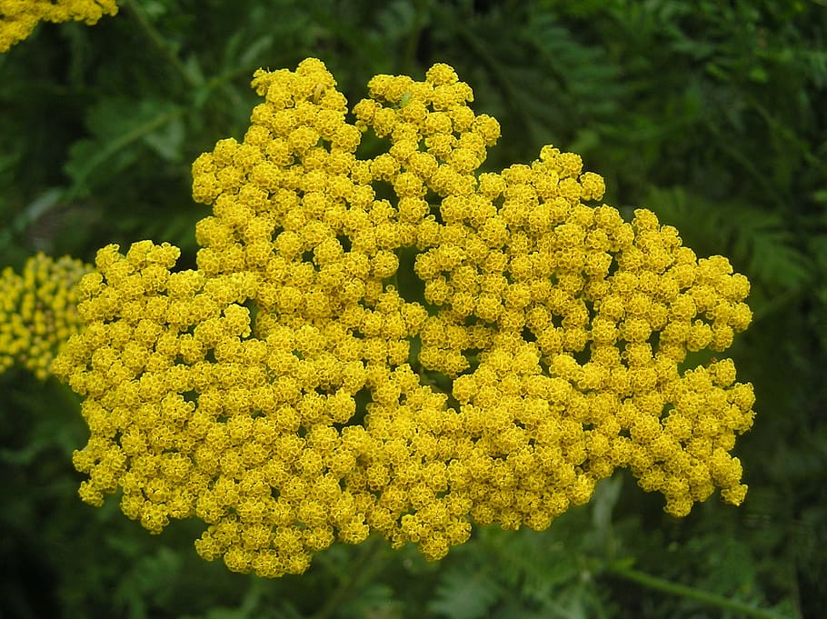 sharp gift, blossom, bloom, yellow, plant, beauty in nature HD wallpaper