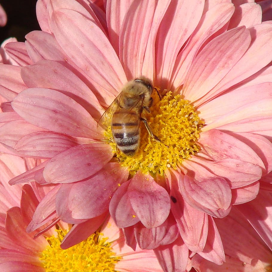 bee, pollinating, flower, daisy, pink, summer, flowering plant HD wallpaper