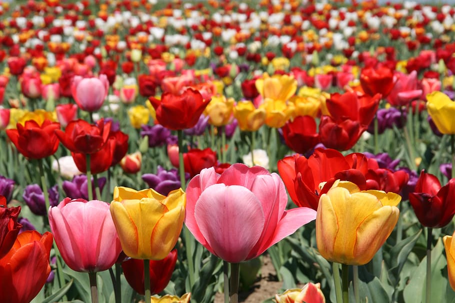 tulips, flowers, spring, fields, flowering plant, beauty in nature HD wallpaper