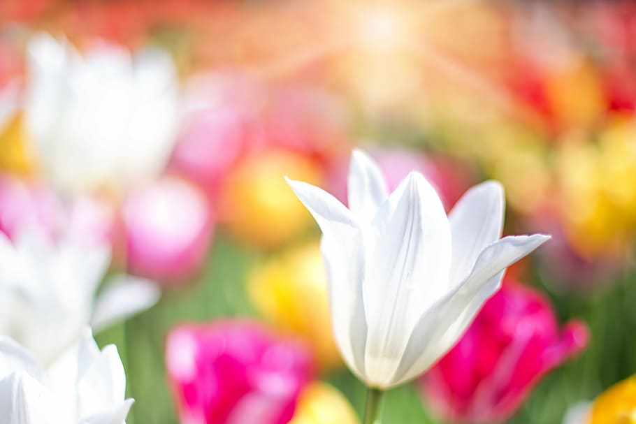 shallow focus photo of white flower, tulips, pink, garden, spring HD wallpaper