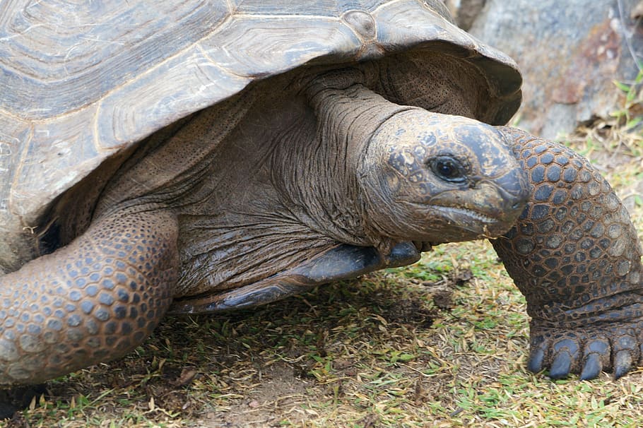 Turtle, Panzer, Speed, Seychelles, age, tortoise, reptile, giant tortoises HD wallpaper