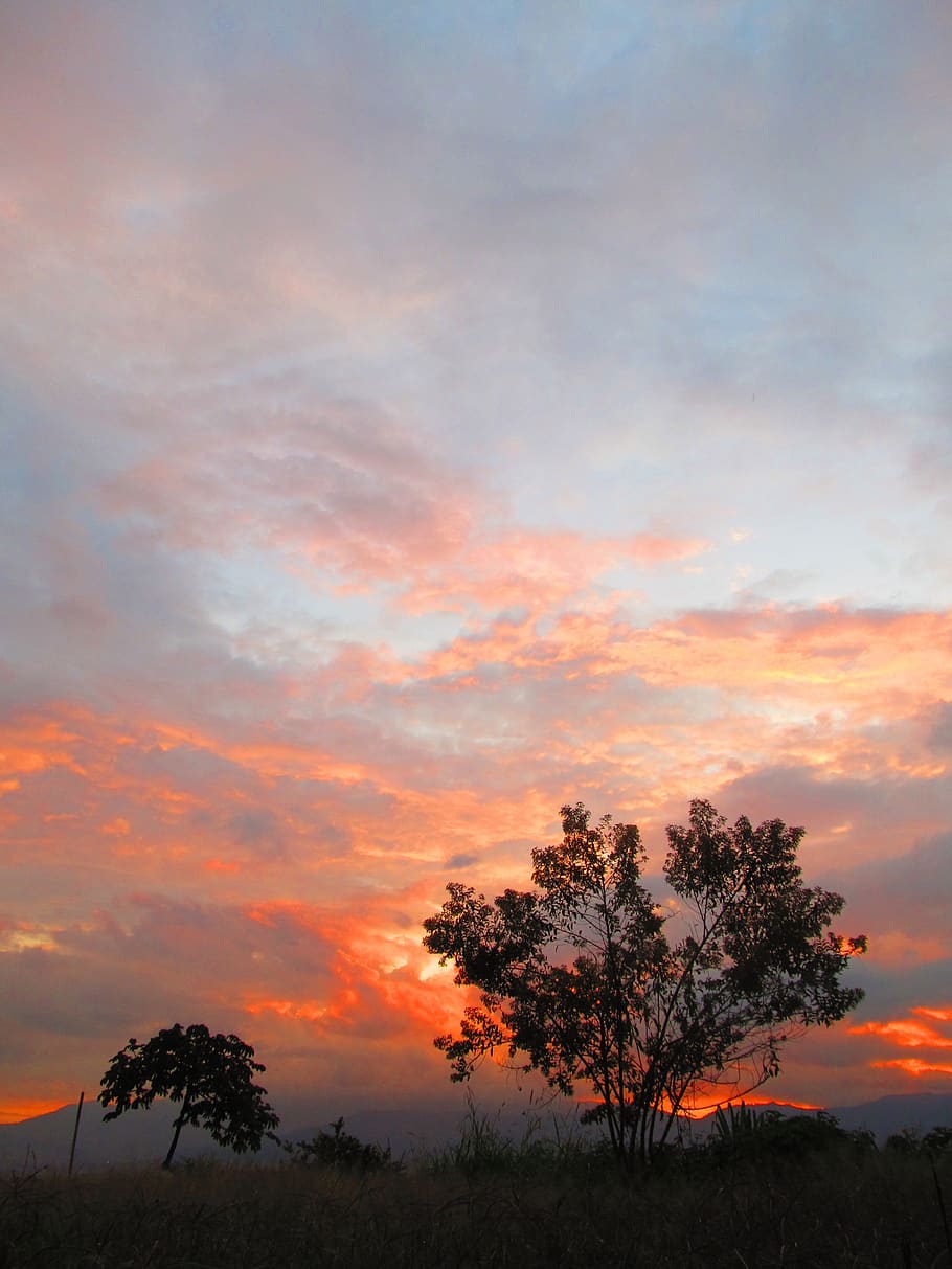 sunset, horizon, clouds, sky, tree, cloud - sky, beauty in nature HD wallpaper