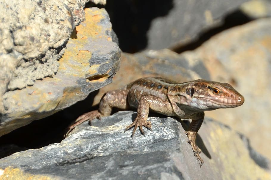 nature, reptile, lizard, animal themes, animal wildlife, solid HD wallpaper