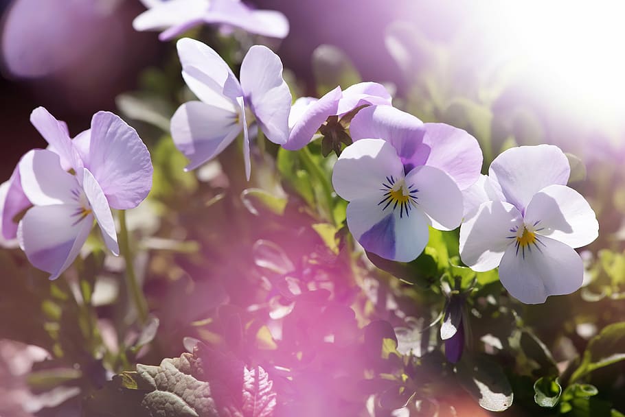 white and purple flowers, pansy, violet, garden pansy, viola, HD wallpaper