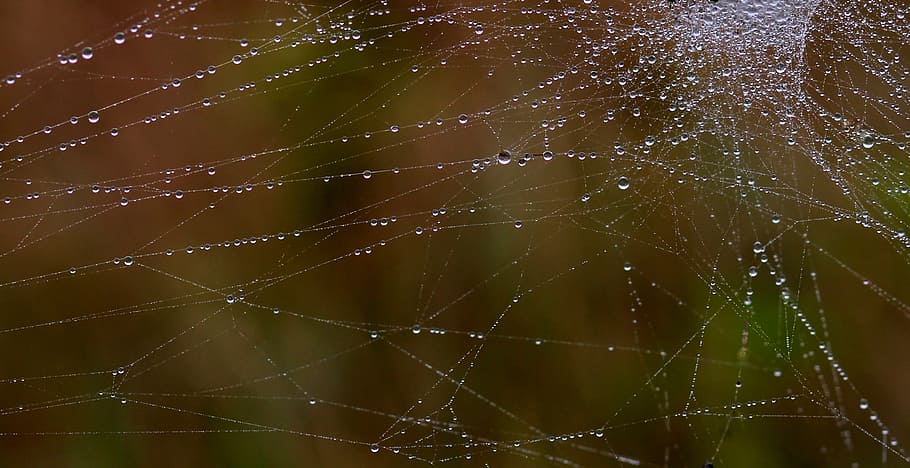 drops, dew, place, nature, spider Web, wet, fragility, water HD wallpaper