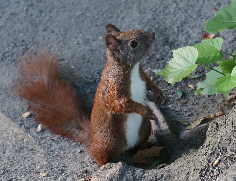 Squirrel, Animal, Nature, Tree, Forest, cute, green, nature photography HD wallpaper