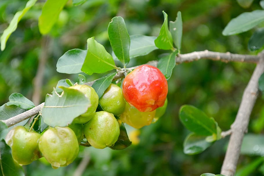 frutas, acerola, verde, brasil, fruit, cherry, green, brazil, HD wallpaper