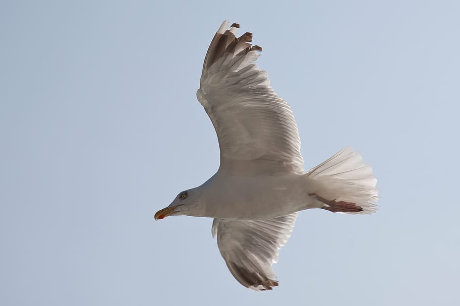seagull, mirror, vain, bird, north sea, water, nature, mood HD wallpaper