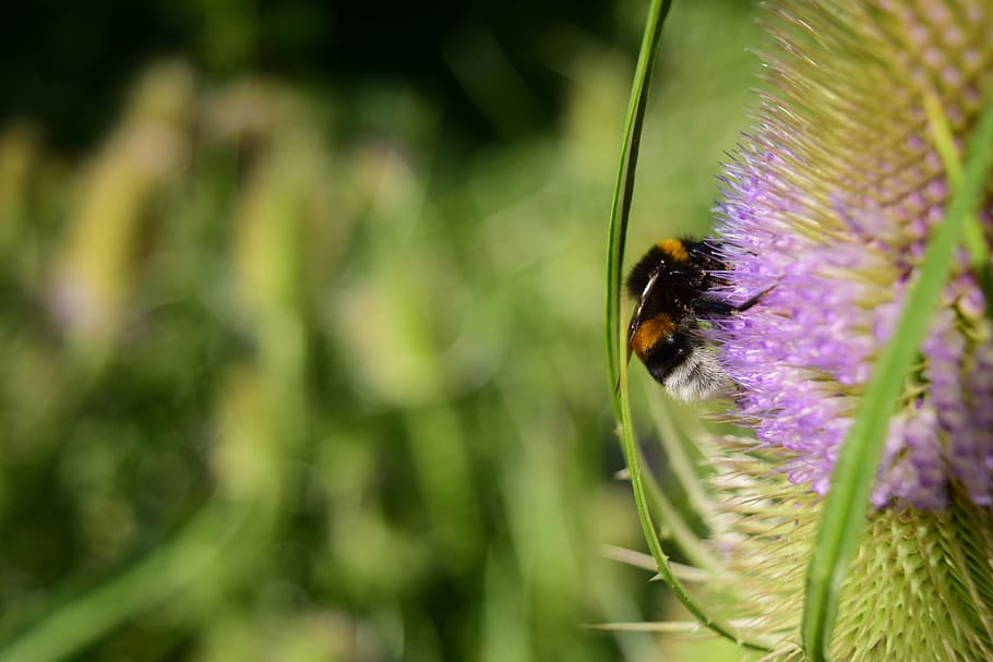 wild teasel, dipsacus fullonum, prickly, dipsacaceae, nature HD wallpaper