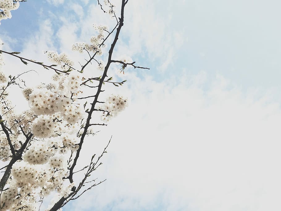 Cherry Blossom, Spring, Flowers, nature, sky, cloud - sky, day HD wallpaper