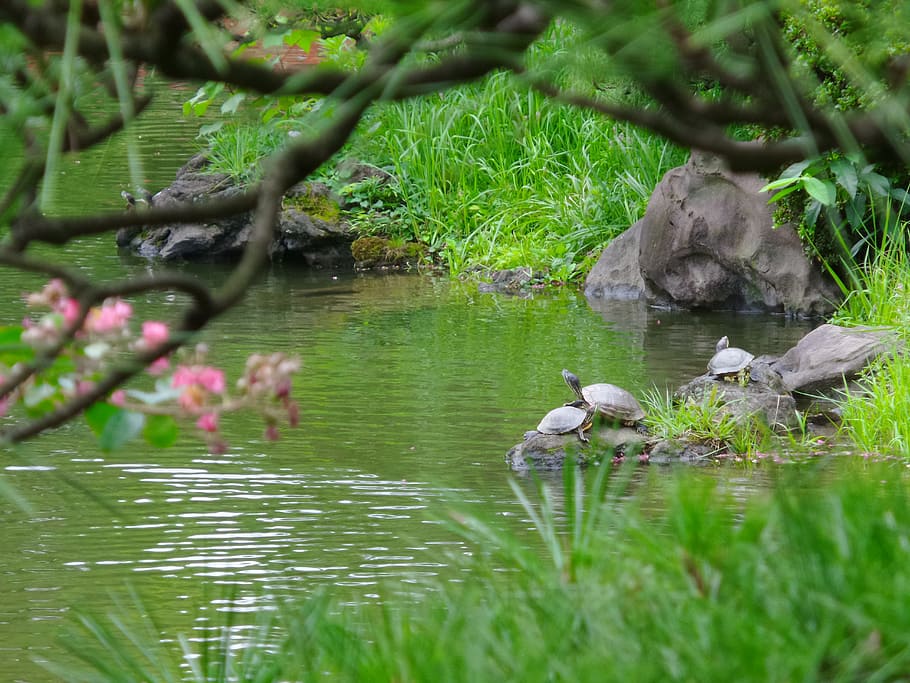 Japan, Turtle, Pond, green, nature, water, outdoors, green Color HD wallpaper