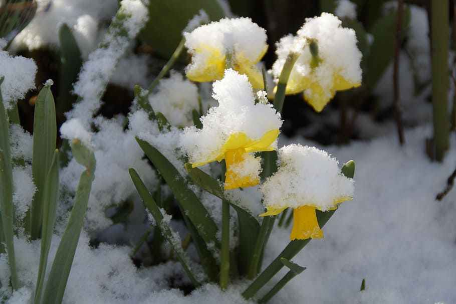 snow covered yellow daffodil flowers, osterglocken, daffodils, HD wallpaper