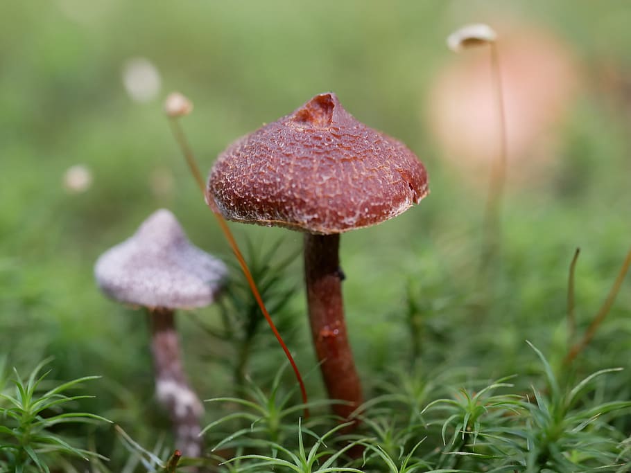 mushrooms, forest, grass, macro, nature, fungus, moss, plant HD wallpaper