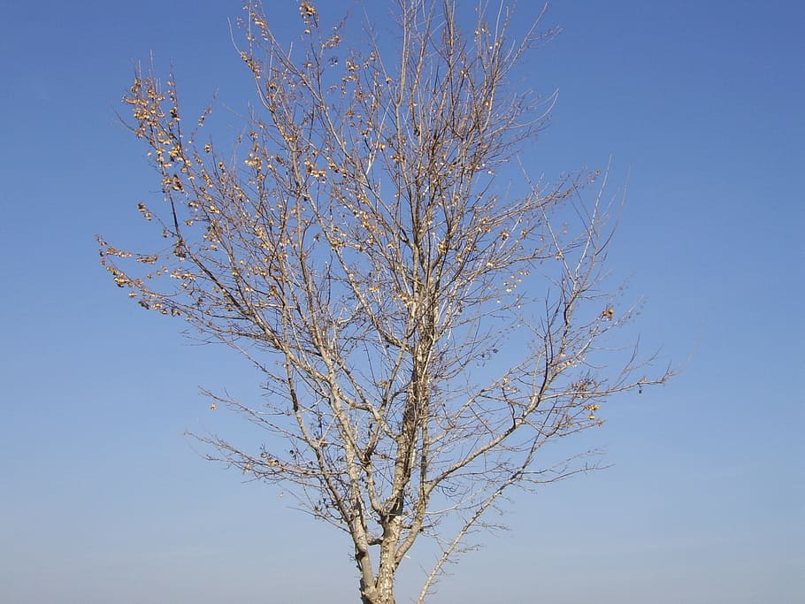 Tree, Dead, Winter, Fall, Nature, autumn, environment, death HD wallpaper