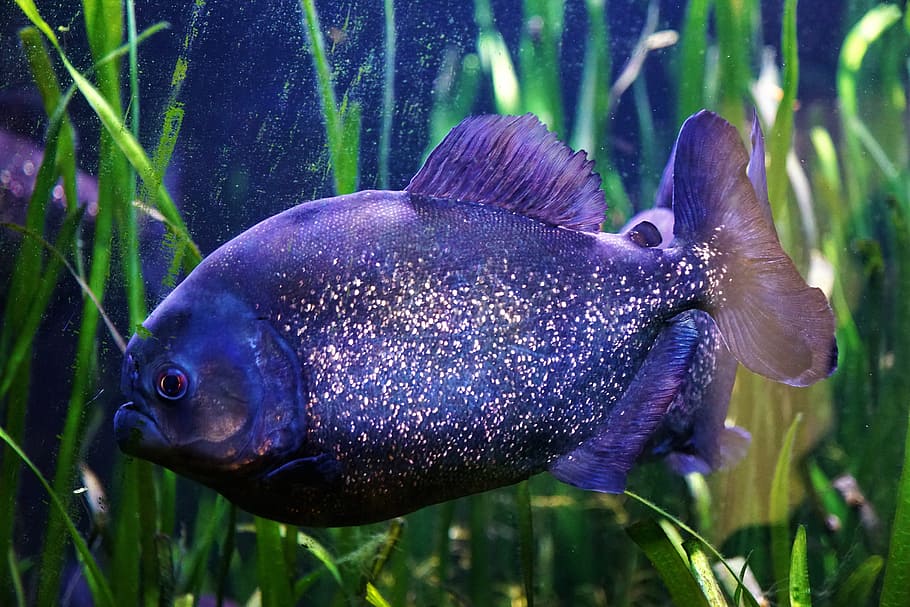 underwater, nature, fish, waters, swim, animal, aquarium, animal world HD wallpaper