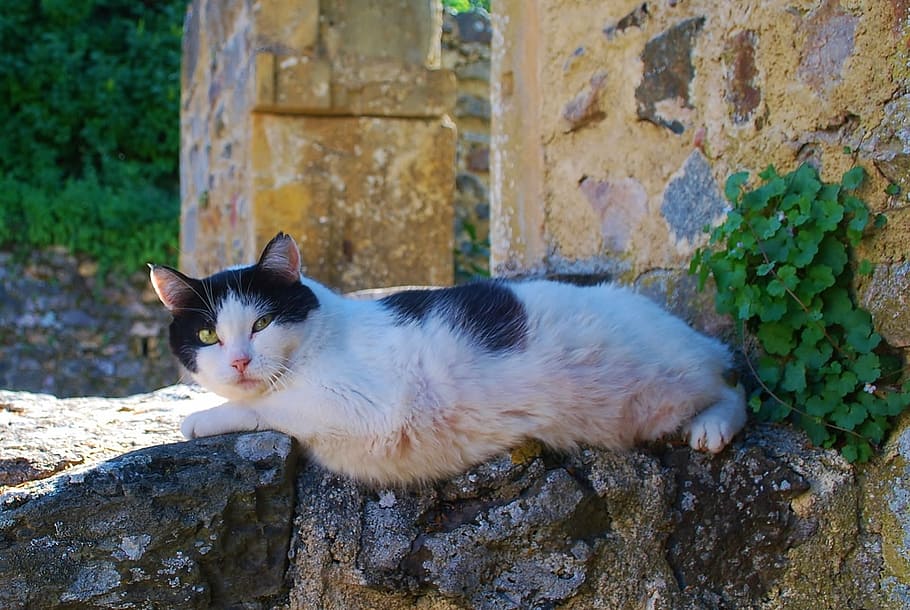 cat, pet, relaxing, looking, cute, animal, feline, adorable HD wallpaper