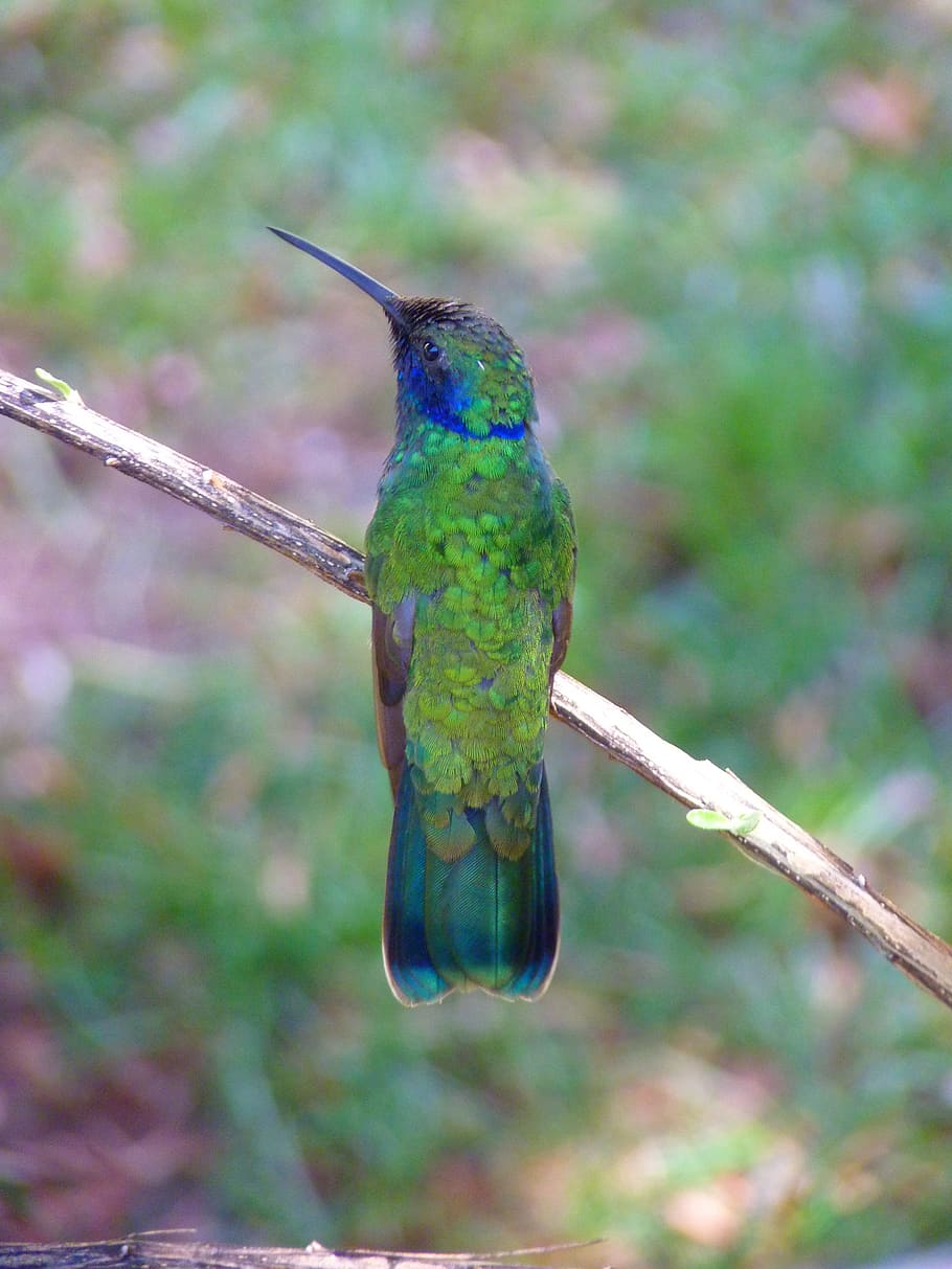 hummingbird grasshopper download
