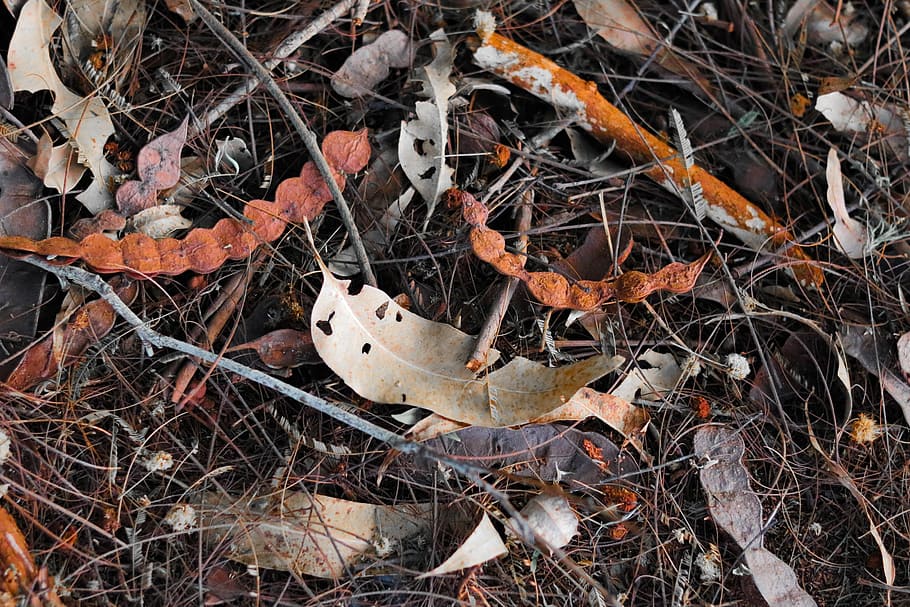 nature, twigs, tree, forest, landscape, leaves, fallen leaves HD wallpaper