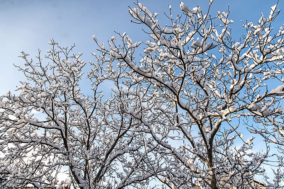 branches, clouds, cold, environment, frost, frosty, frozen HD wallpaper