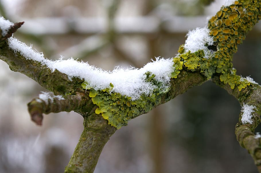 moss, branch, nature, tree, bark, forest, branches, green, old HD wallpaper