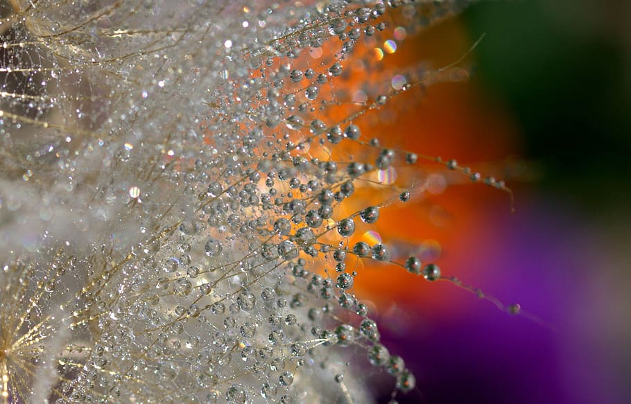 closeup photo of water dew on tree branch, shallow focus, photography HD wallpaper