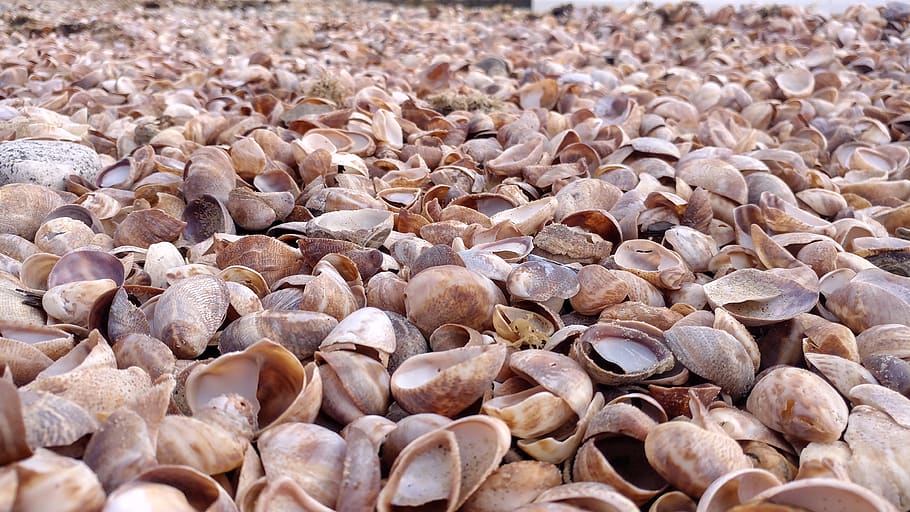 slipper snail, shell, shells, beach, abundance, backgrounds HD wallpaper