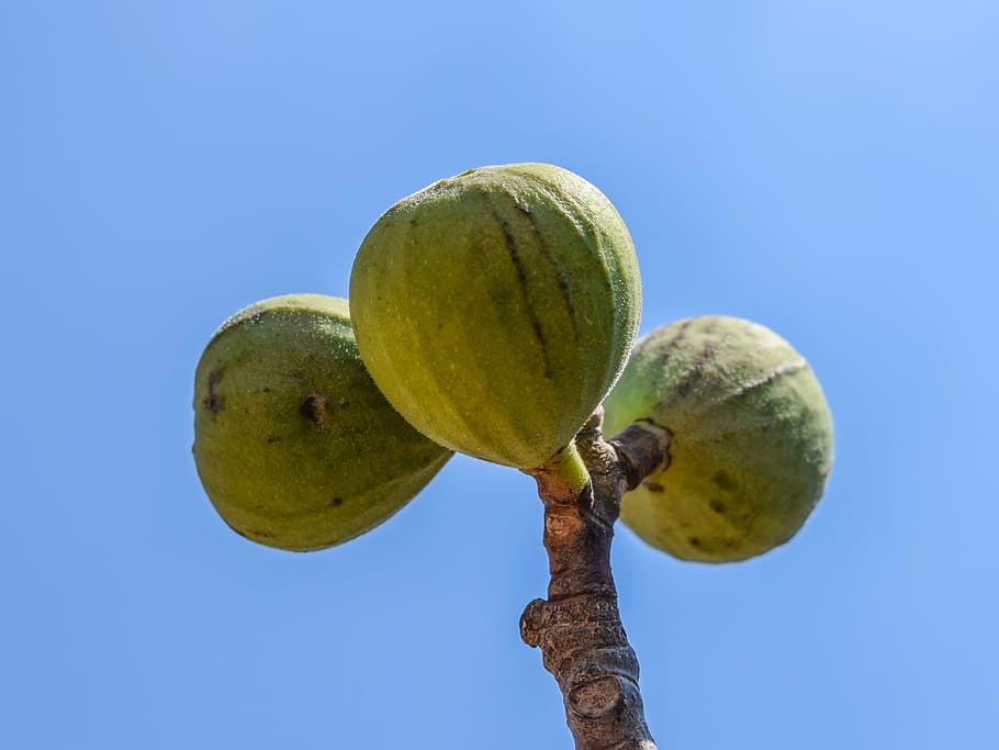 Fig, Fruit, Tree, Plant, Nature, summer, food, fresh, organic HD wallpaper
