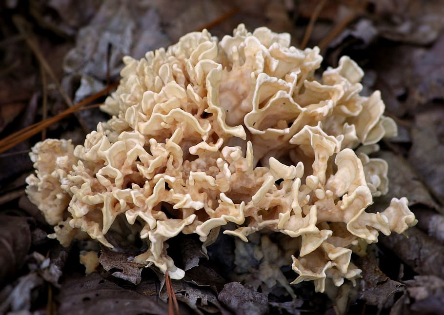 fungus, mushroom, forest floor, curly edge, natural, brown