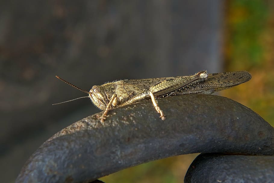 grasshopper, insect, bug, wildlife, macro, colorful, closeup HD wallpaper