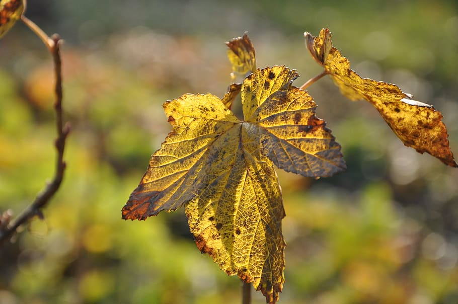 leaf, yellow, autumn, forest, park, sunny, plant, plant part HD wallpaper