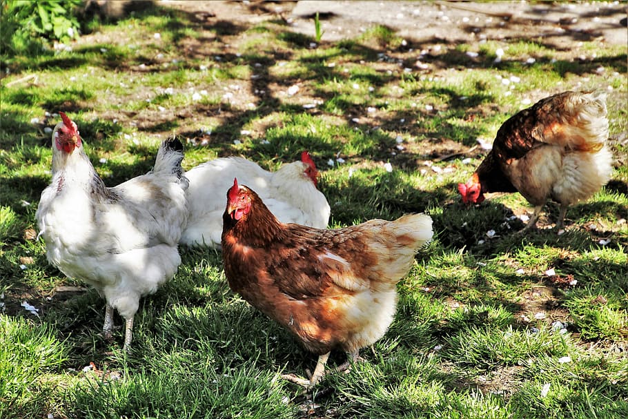 Chickens on forex forex bid ask
