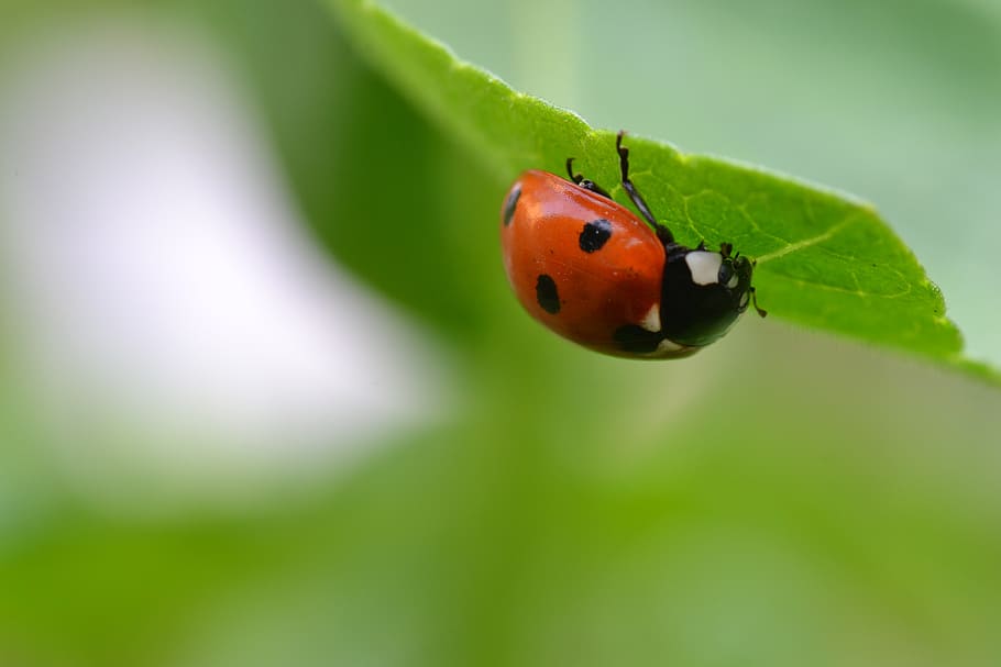 insect, ladybug, nature, macro, garden, leaf, beetle, red, plant HD wallpaper
