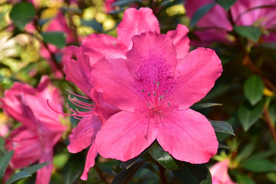 Azalea, Flowers, Spring, Bloom, rhododendron, botanical, blooming HD wallpaper