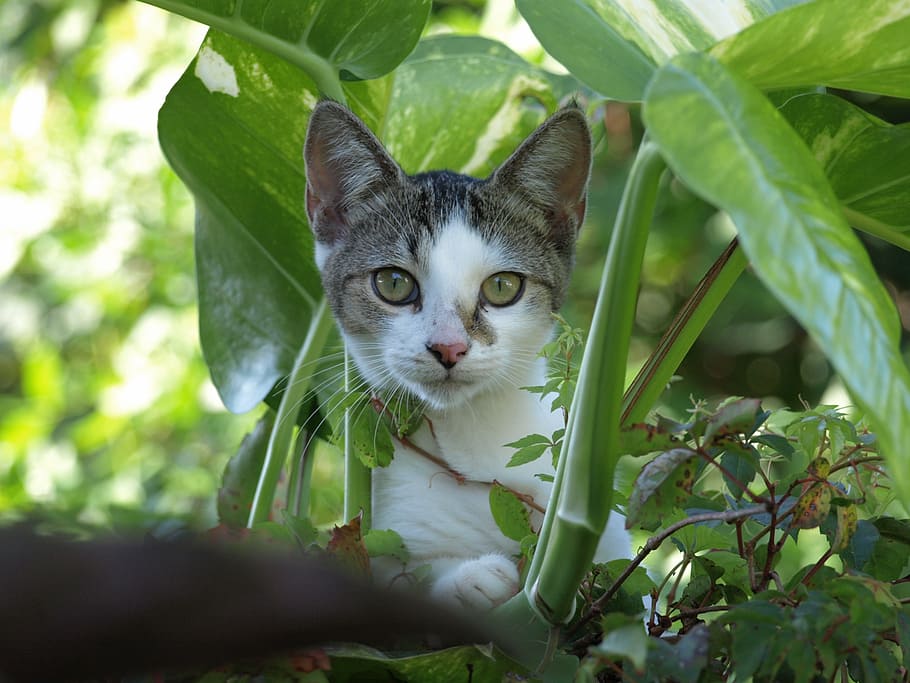 cat, kitten, cute, weeds, green, animal, pet, feline, kitty HD wallpaper