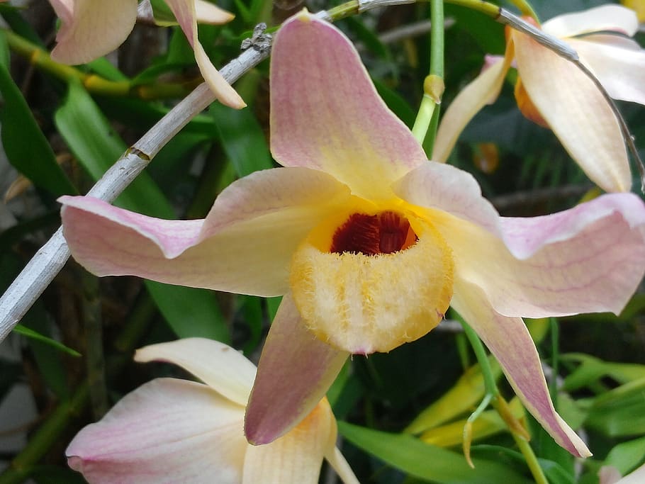 orchid, flora, exotic, flowering plant, growth, petal, beauty in nature HD wallpaper