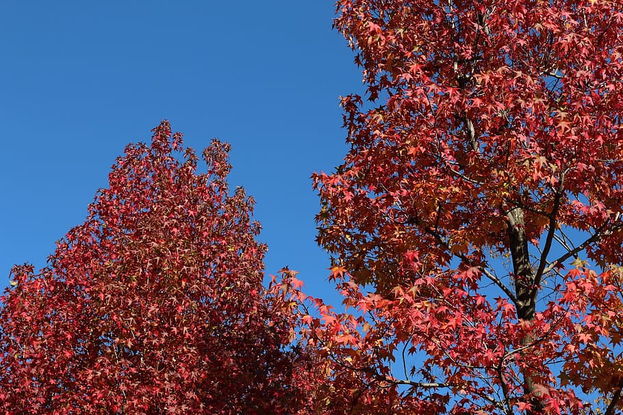 Maple, Red Tree, Natural, Blue Sky, fine weather, autumn, leaf HD wallpaper