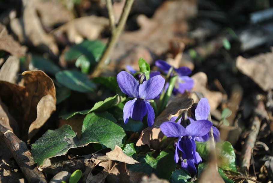 Violet, Spring, Nature, blossoming, flowers, plants, forest HD wallpaper