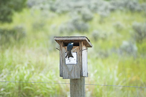 Bird, Tree Swallow, Nesting, post, pasture, grassy, slope, hill HD wallpaper