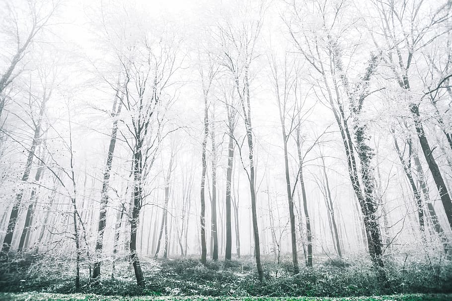 white forest view, black trees, brothers, snow, winter, wood HD wallpaper