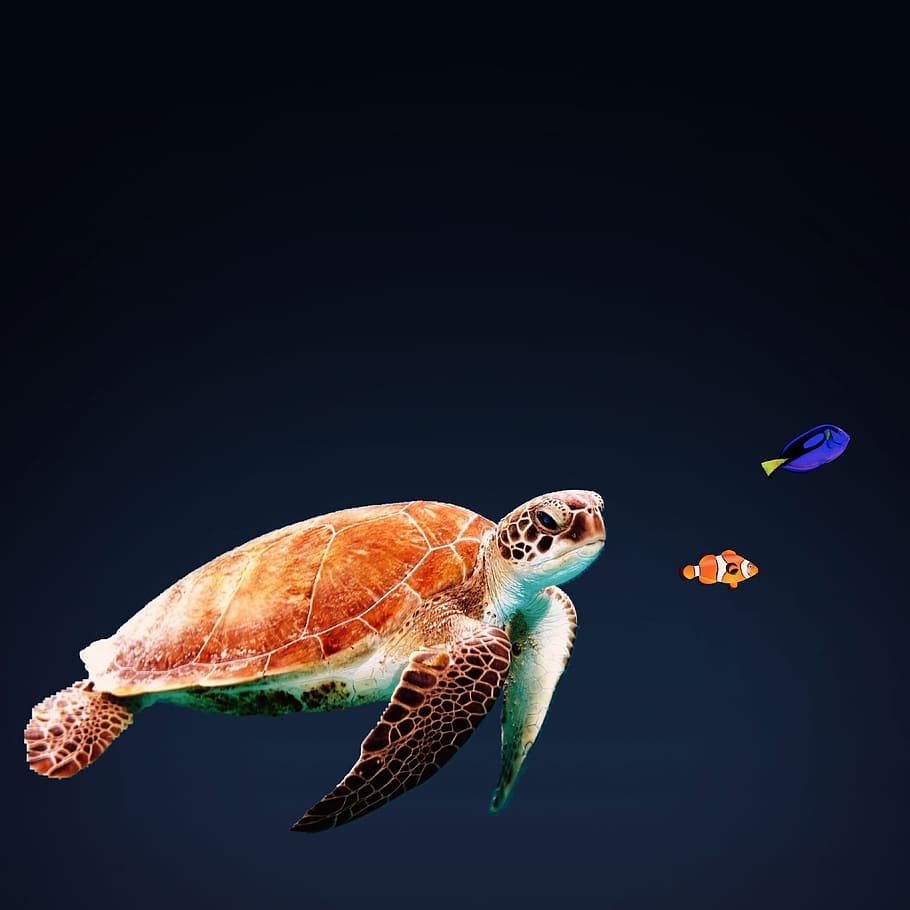 swimming sea turtle, Marine Life, Ocean, Sea, Underwater, animal, HD wallpaper